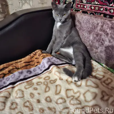 Пропала кошка Соня, Краснополянская