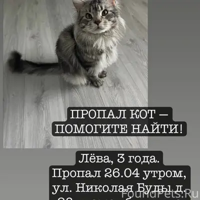 Пропал кот