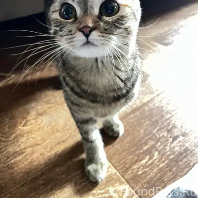 Найдена домашняя кошка, Курган