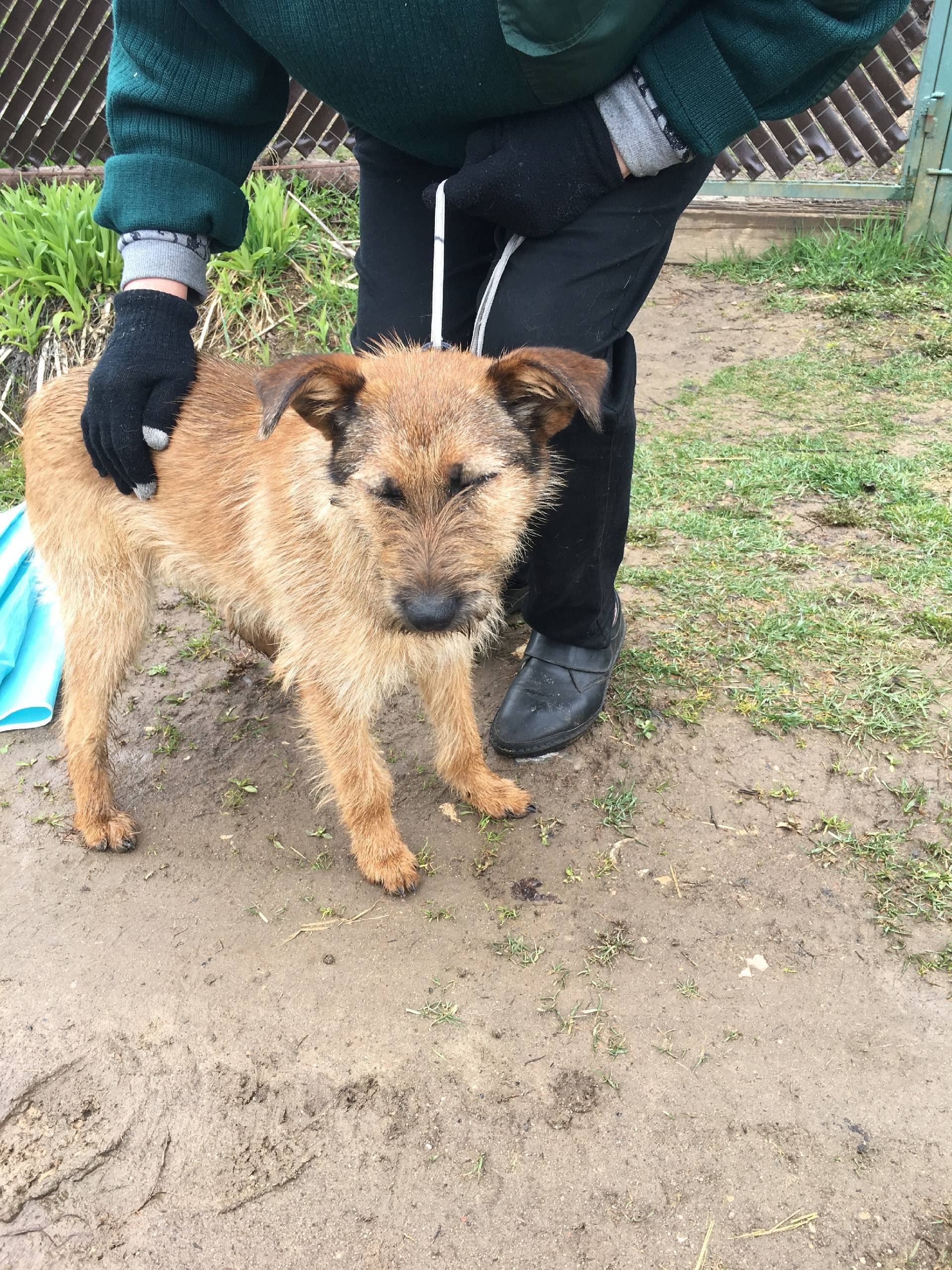 Найден тип собака, СНТ рядом с Уваровкой