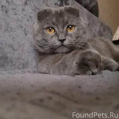 Пропал шотландский вислоухий Сева, район Рассвета