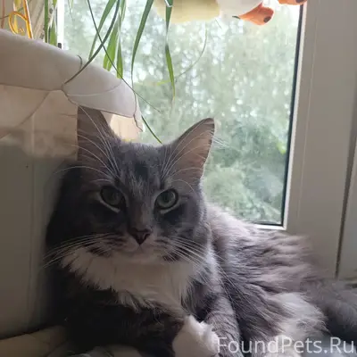 Пропал кот, пропал из подъезда