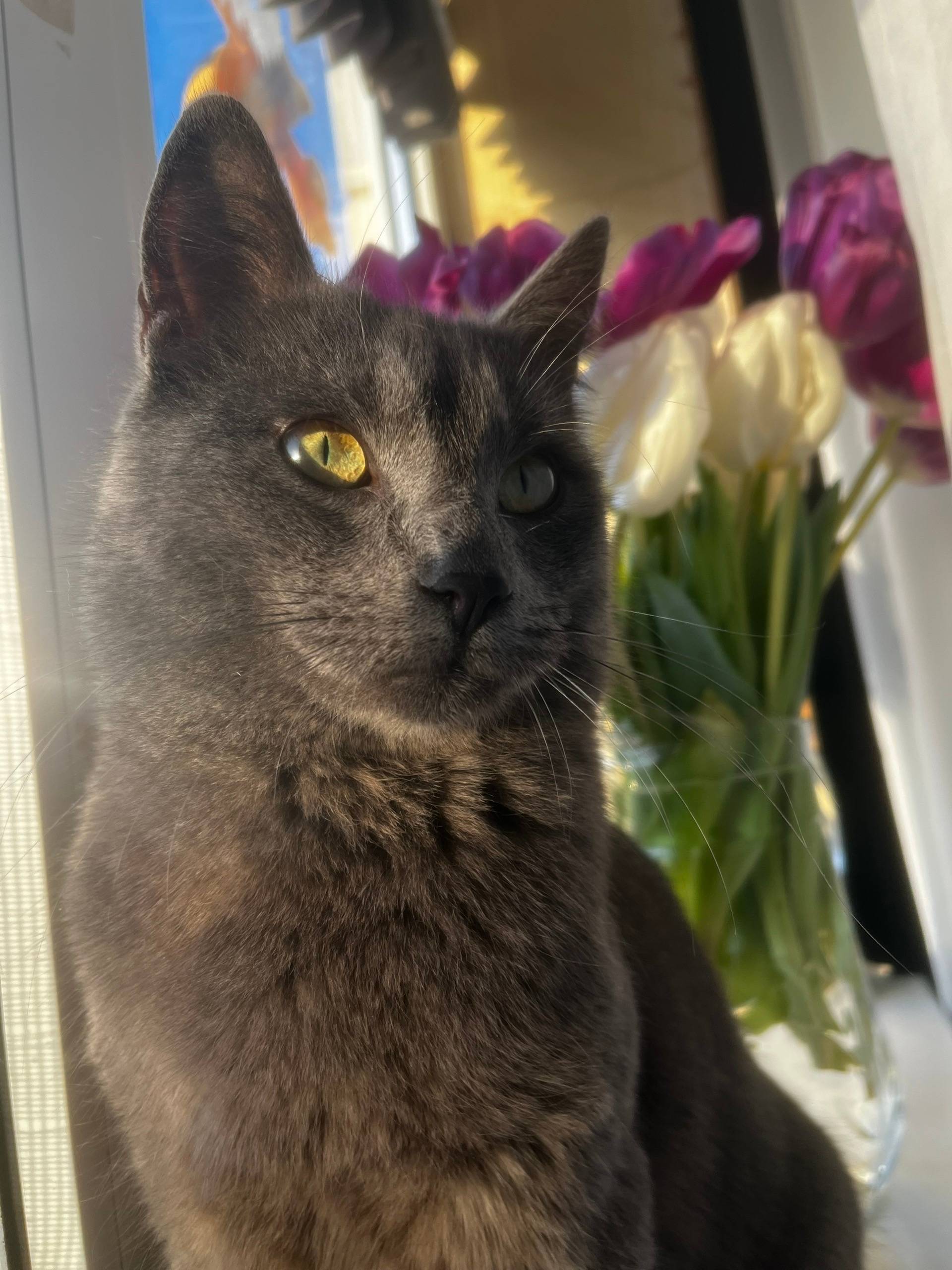 Пропал кот, район кольца