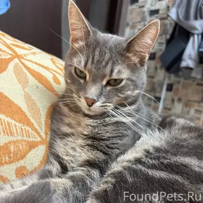 Пропал кот Гера