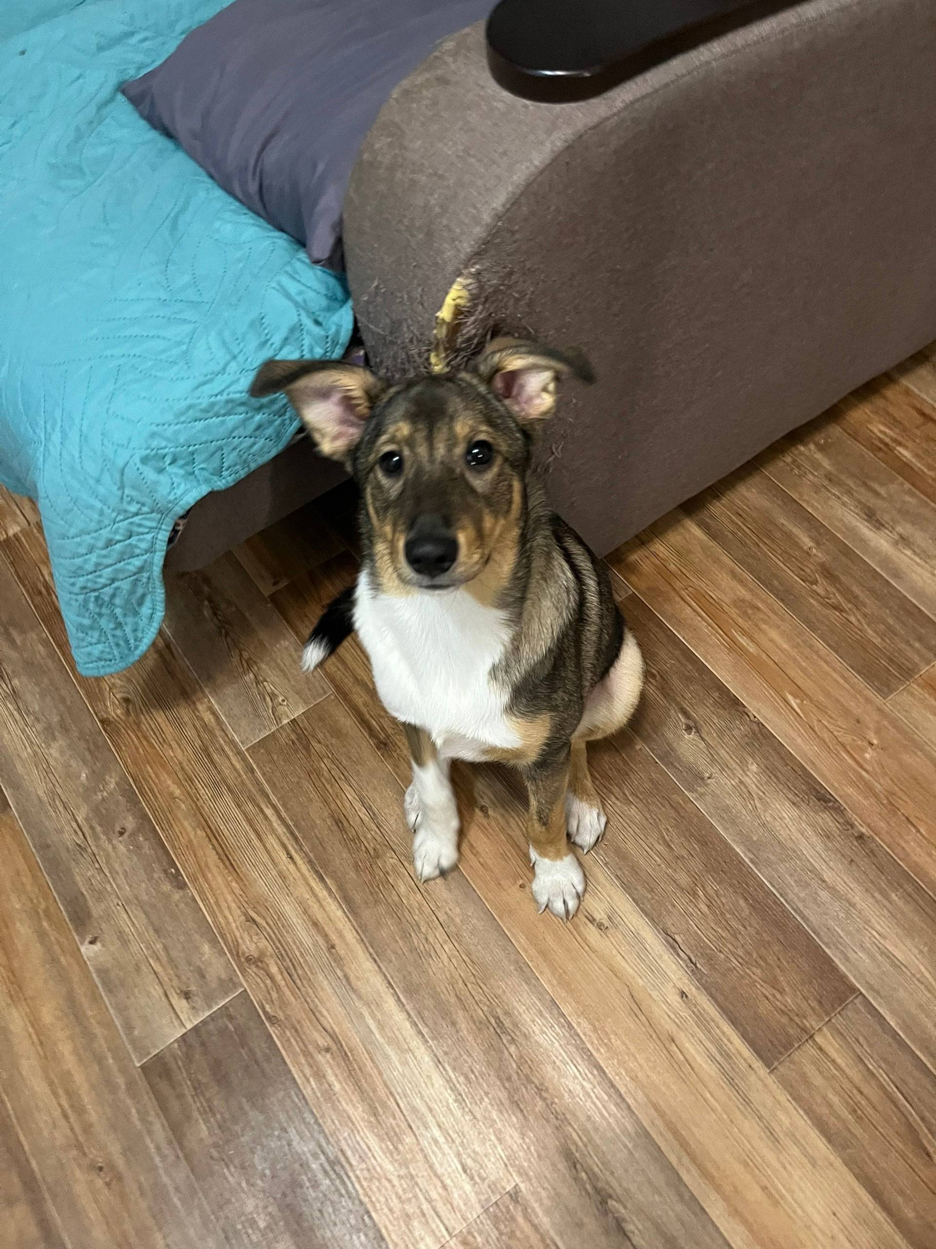 Пропал пёс Гришка, район 2-ой Амурской