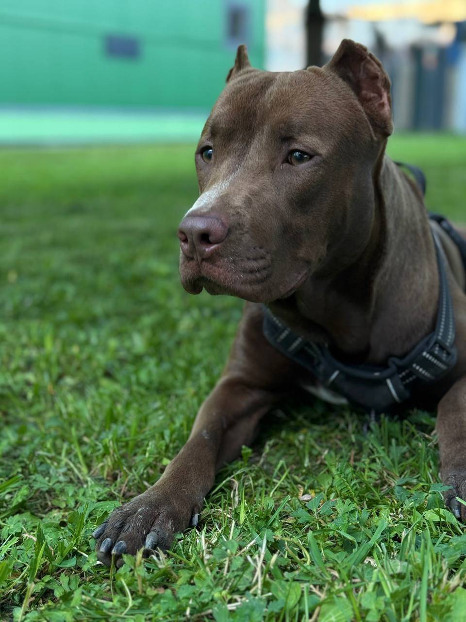 Пропал пёс, район Орловских ворот