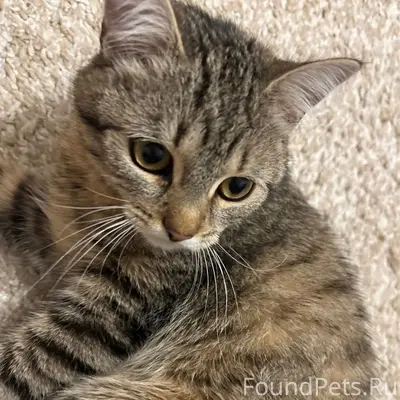 Пропала домашняя кошка, район улицы Щукина