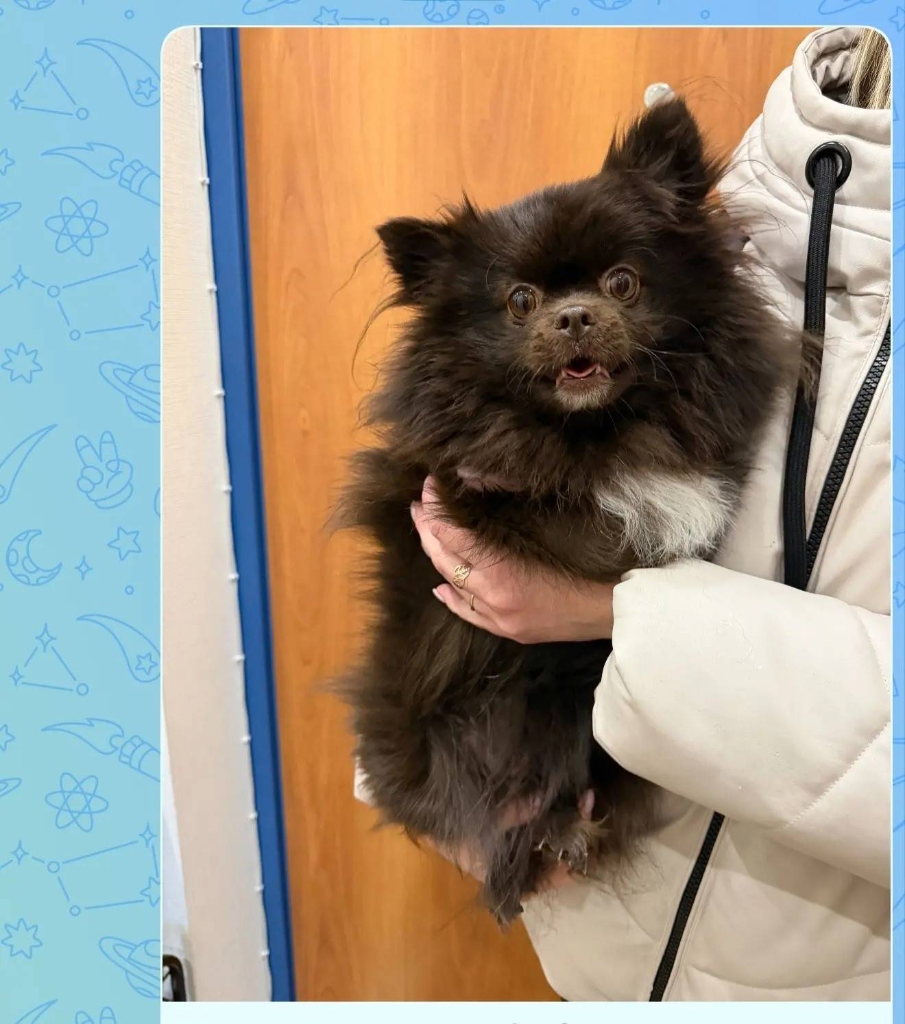 Найден тип собака, находится в магазине Ермолино на Патриотов