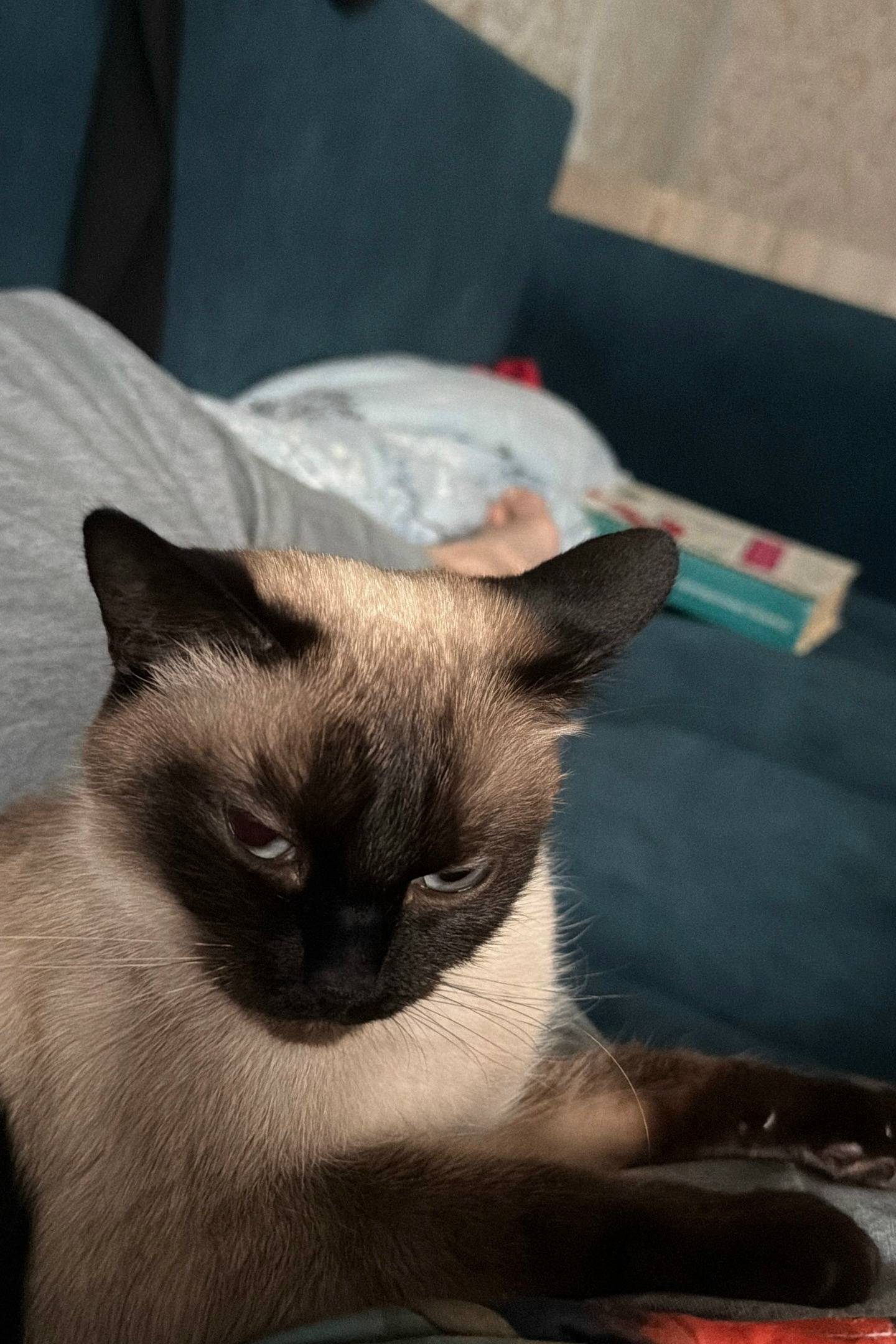 Пропала Тайская кошка Матильда, Рязань