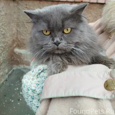 Найден кот в Семёновке