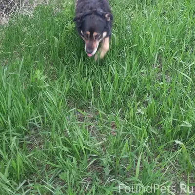 Найденна собака, место не указано