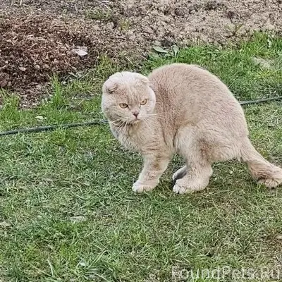Найден вислоухий рыжий кот, СНТ Кактус