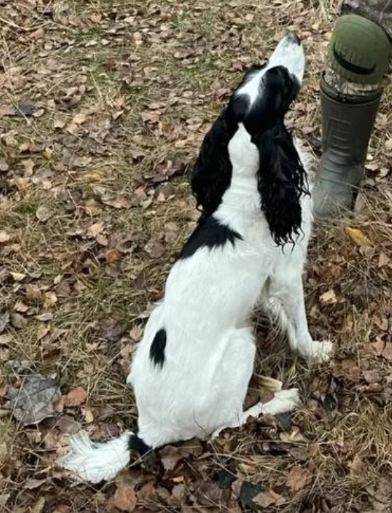 Пропала собака спаниэль, Лопухинка