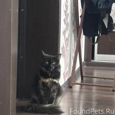 Пропала кошка Кола, Ленинский район