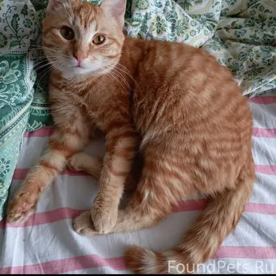 Пропал рыжий котик Филя, Брейтово