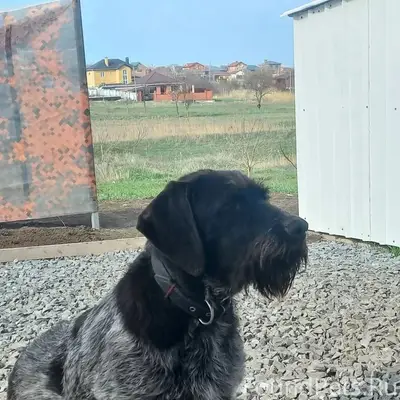 Пропал пёс Грэй, Суворовский