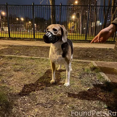 Найден бигль в Северном Тушино