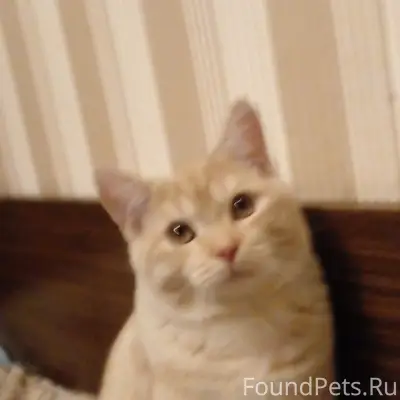 Пропал кот Сема, Ивантеевка