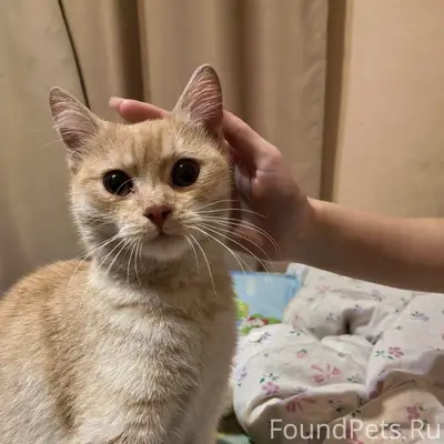 Найден котёнок, ул. Нефёдова