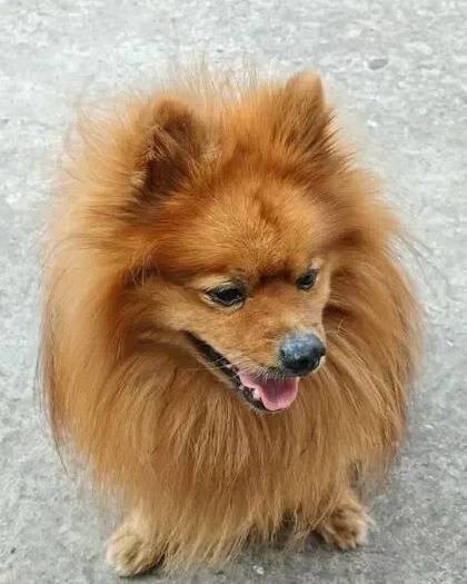 Найден шпиц, Янтарный