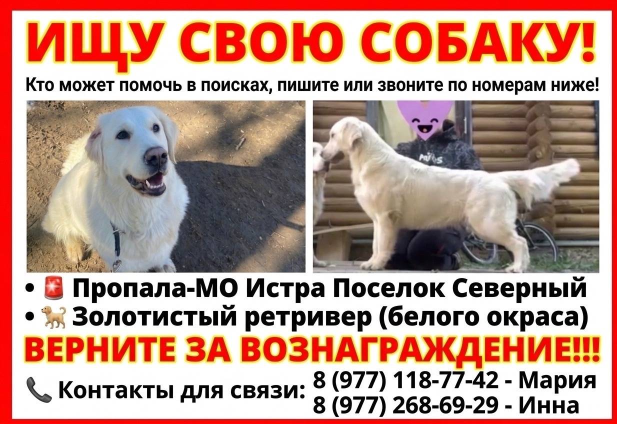 Пропала Золотистый ретривер, Мо, городской округ Истра