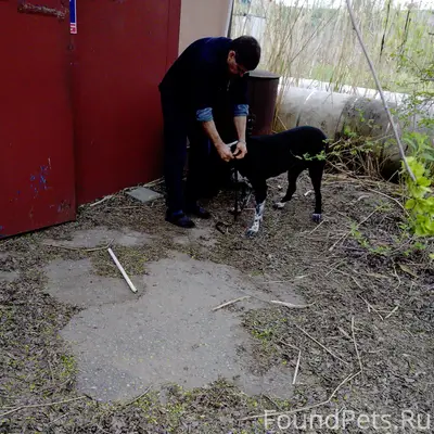 Ищем хозяев 