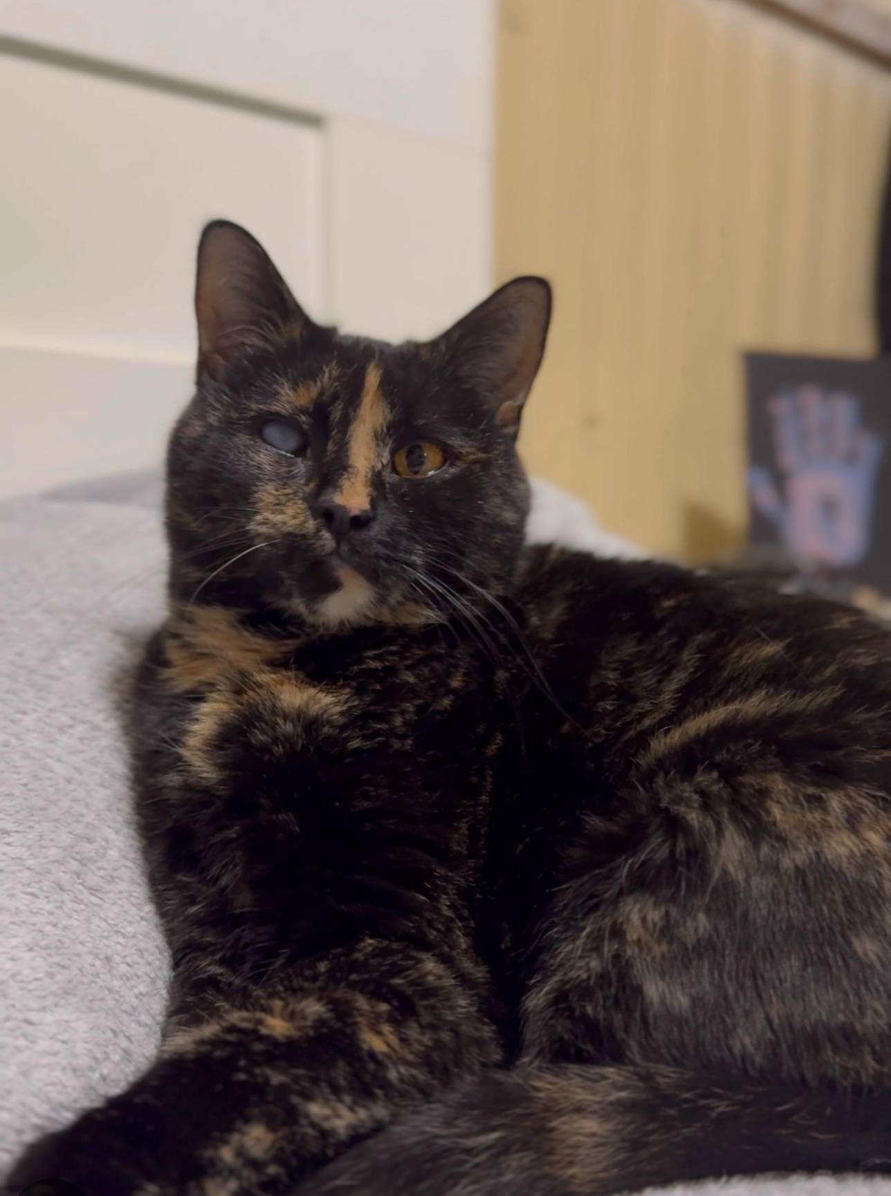 Пропала кошка, улица Маршала Жукова