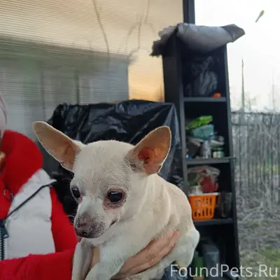 Найден пёс, Новая деревня Придержан