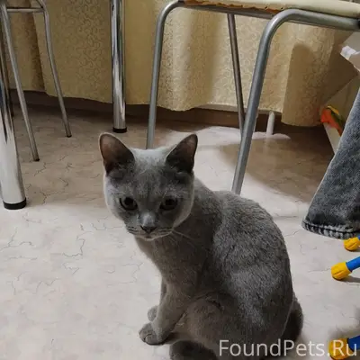 Найдена кошка, район Монетки
