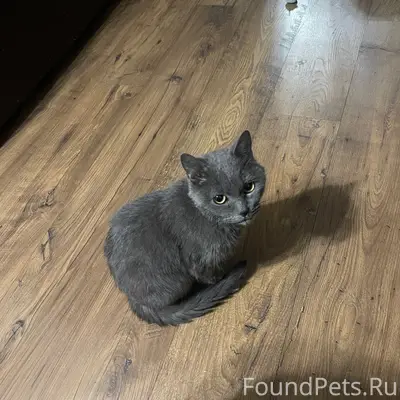 Найден кот, пос. Им. Чкалова