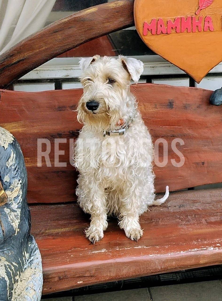 Пропала пшеничный терьер Зорька, Реутов