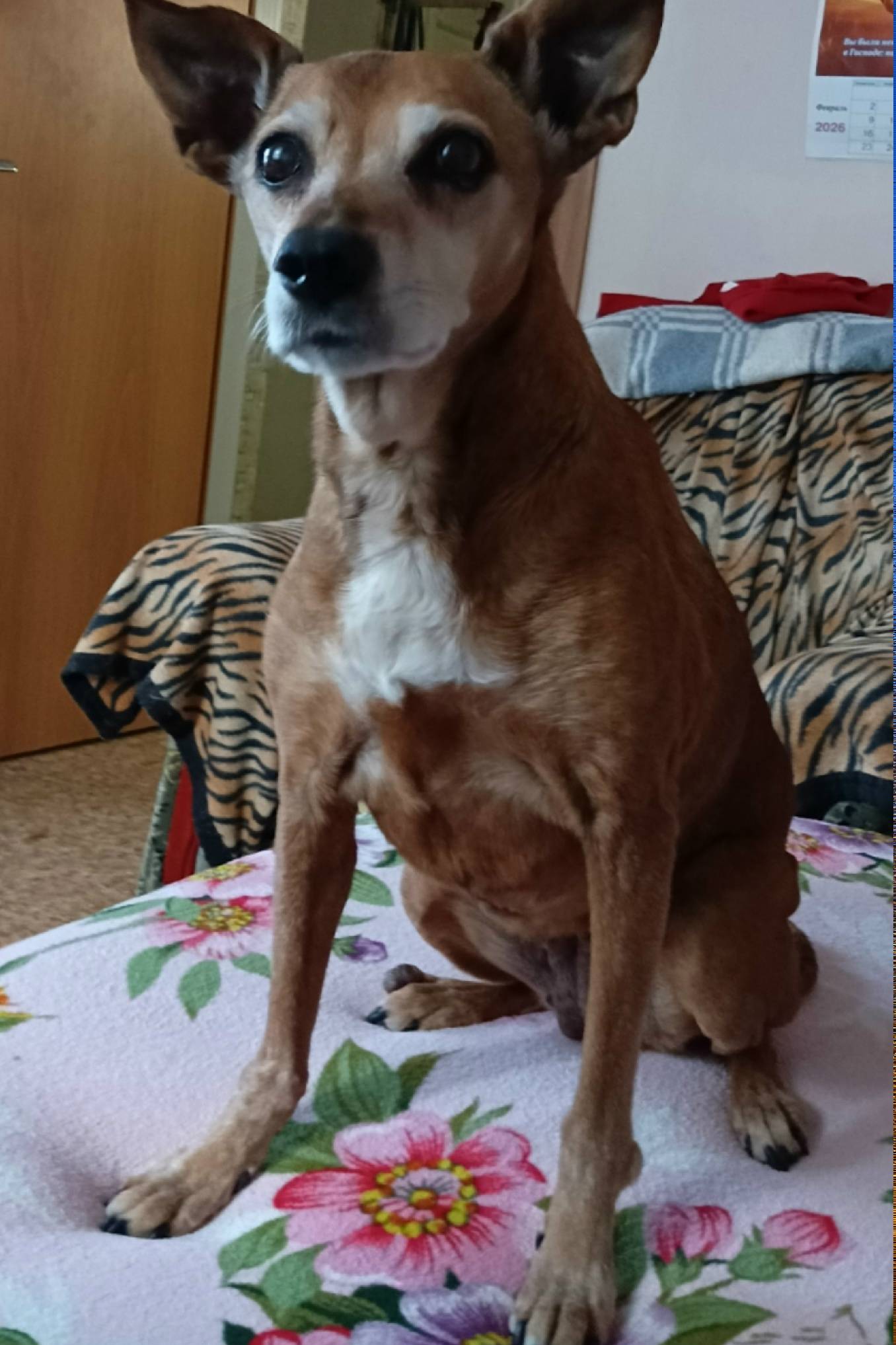 Пропала собака, Симферополь, район Старый город