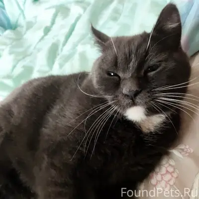 Найден кот, Шоссейная, 36