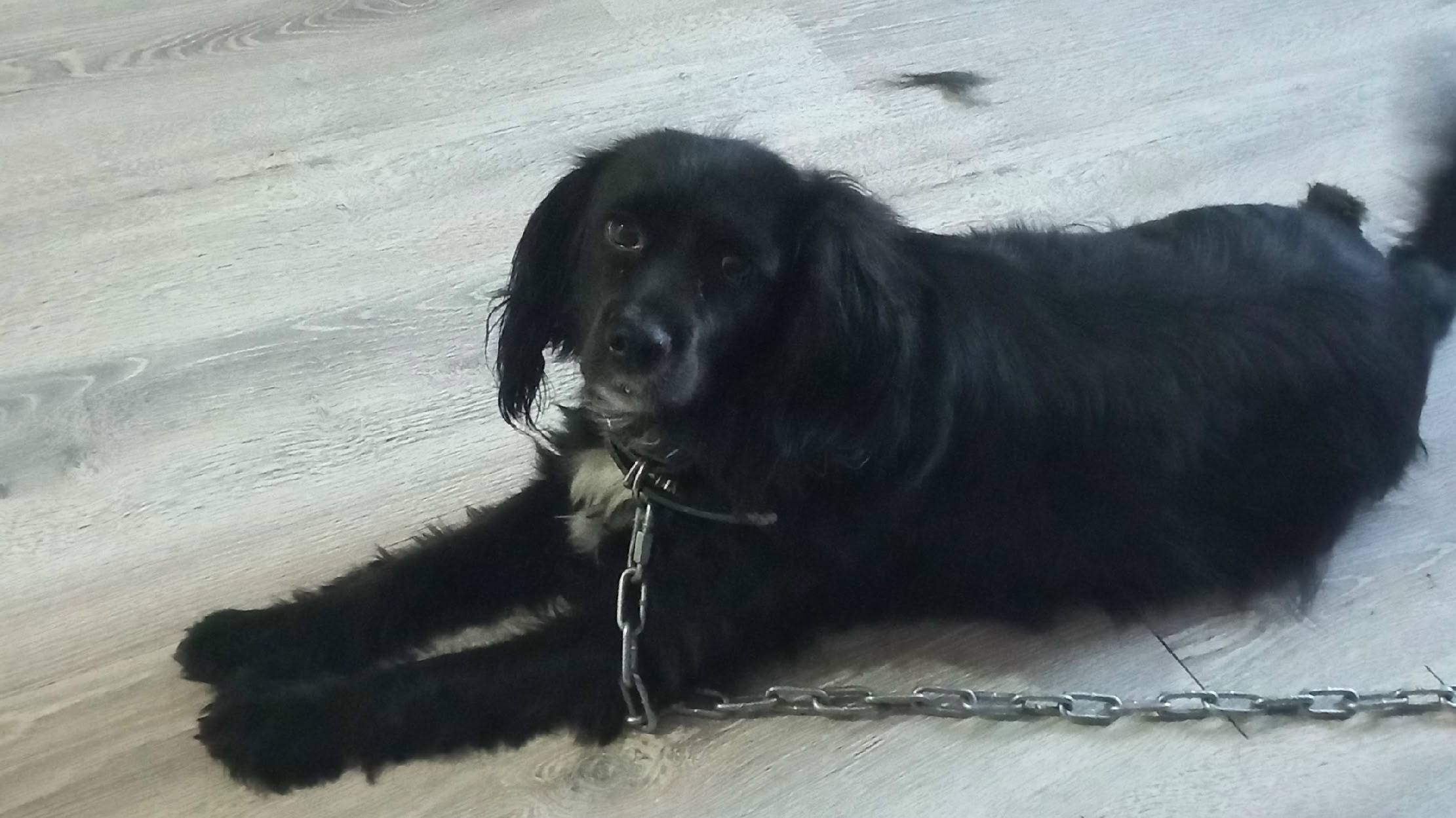 Пропала собака Бонька, Тавда