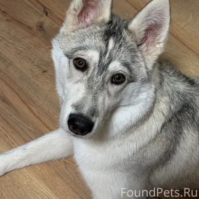 Найден метис хаски, Стара Загора/Алма-Атинская
