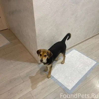 Найден щенок-девочка, похожа на помесь овчарки и лабрадора, улица Беспалова