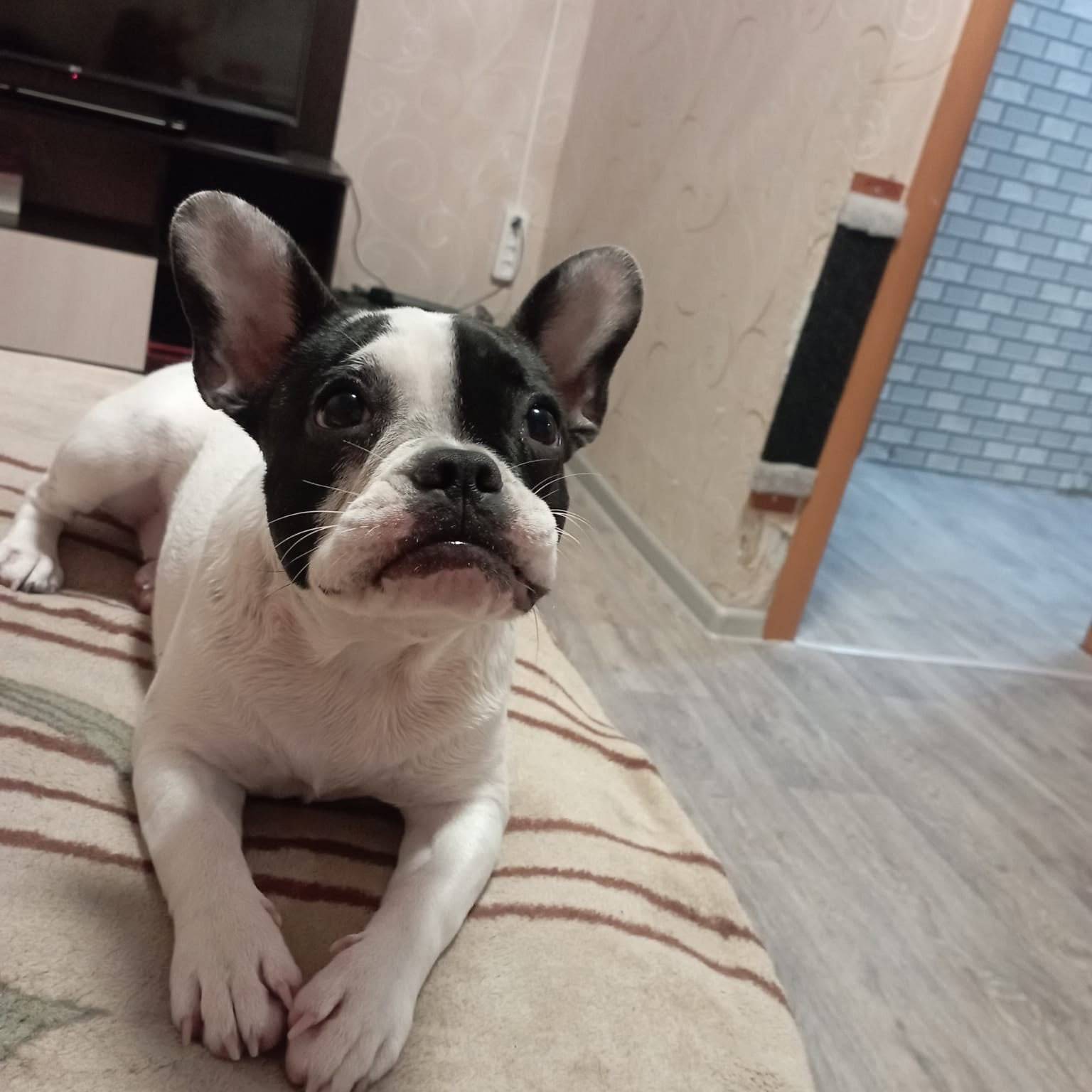 Пропала собака Ася