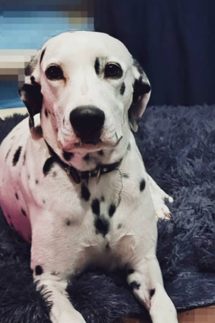 Пропала долматинка, р. Южный