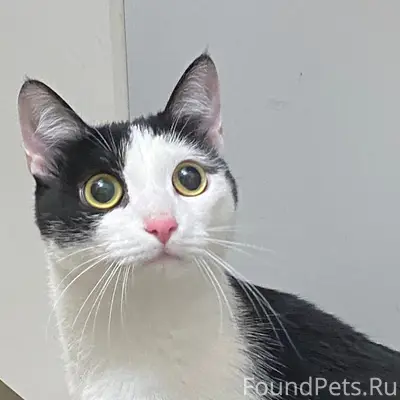 Найден кот, район Кирова 2
