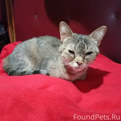 Найдена кошка, ул. Артюхиной