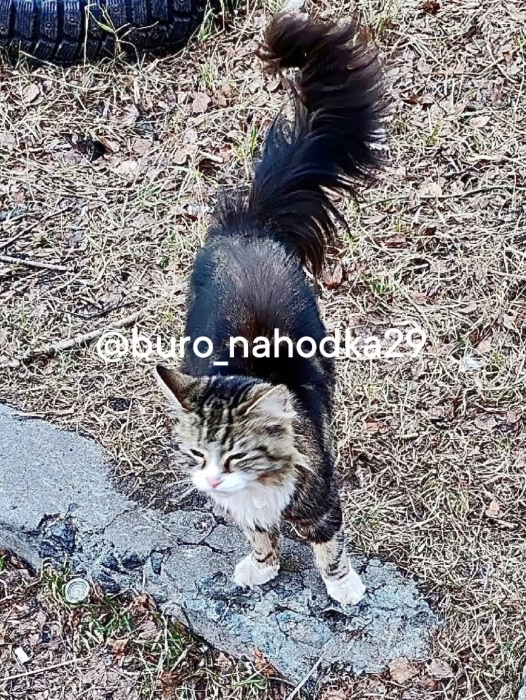 Найдена кошка, Архангельск