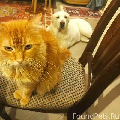 Пропал кот Фокс, Сапёрный