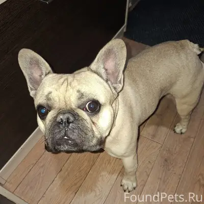 Найден тип собака, Успенский 97а