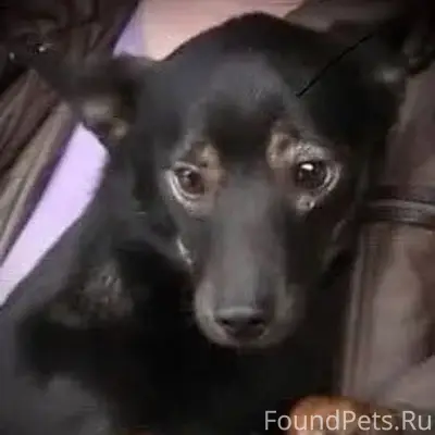 Пропала собака, Шахматово