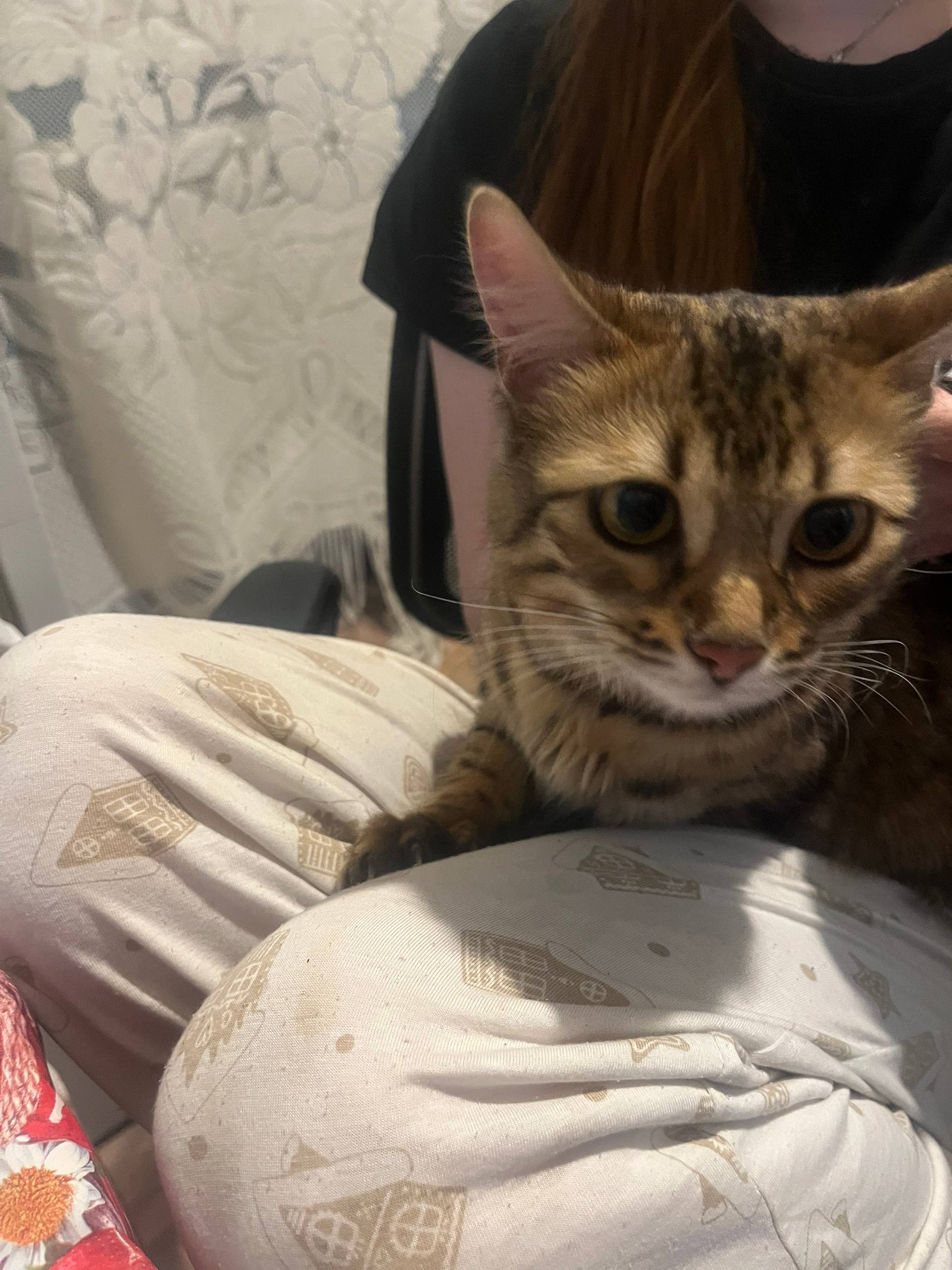 Найдена кошка-метис бенгала, Текстильщики