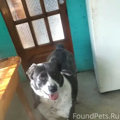 Пропала собака Герда, СНТ Заря