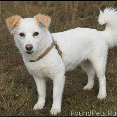 Пропала собака Жужа, ул. Голикова, 9