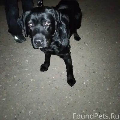 Найденна домашняя собака, перекрёсток Первомайской и 2-й Домбровской