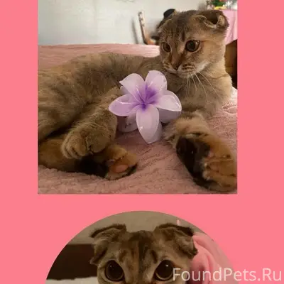 Пропала вислоухая кошка, ул. Советская 11