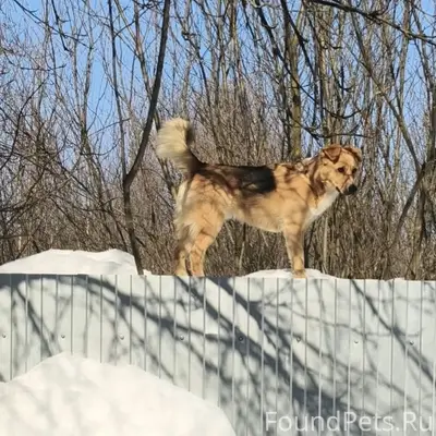 Пропал Пират, Хватовка